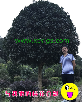 我家的桂花