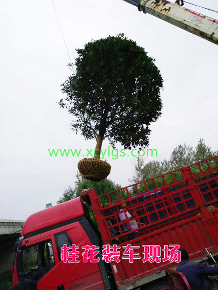 桂花裝車現(xiàn)場