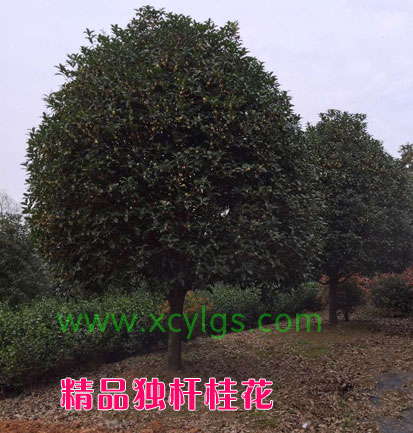 精品獨桿桂花