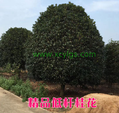 精品低桿桂花