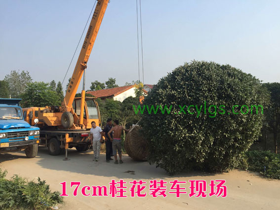 17cm桂花裝車