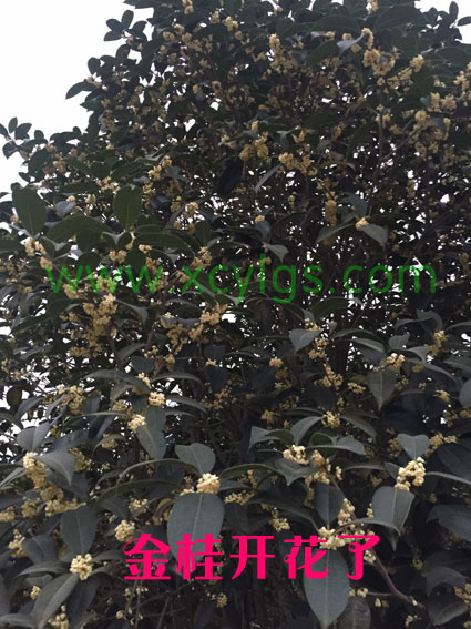 金桂開花