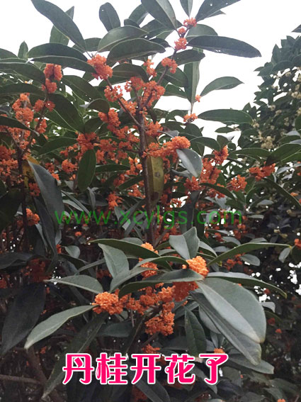 丹桂開花了