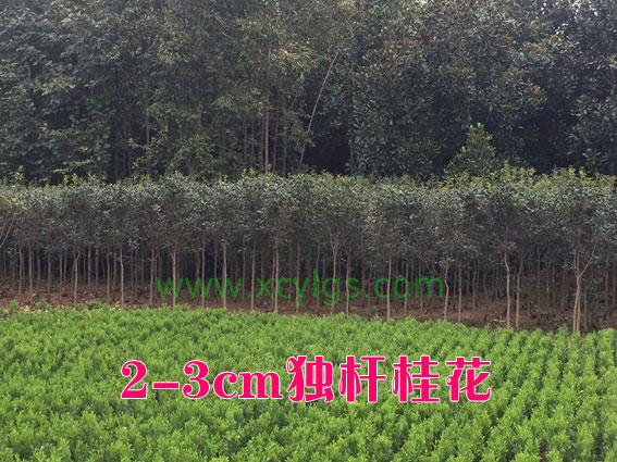 2-3cm獨桿桂花