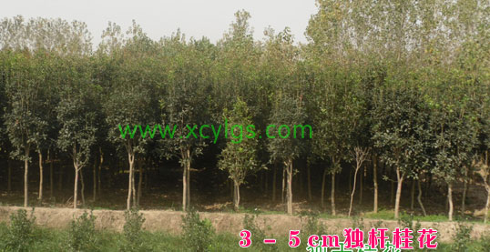3-5cm獨(dú)桿桂花