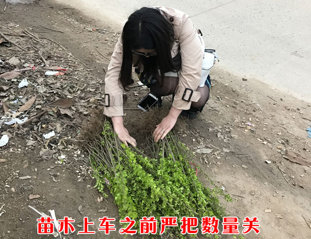 苗木上車(chē)之前嚴(yán)把數(shù)量關(guān)
