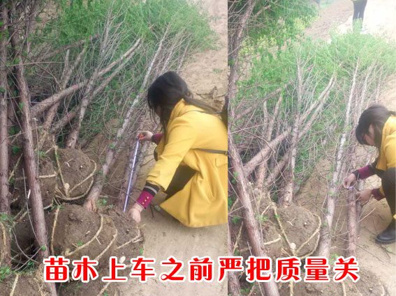 苗木上車(chē)前嚴(yán)把質(zhì)量關(guān)