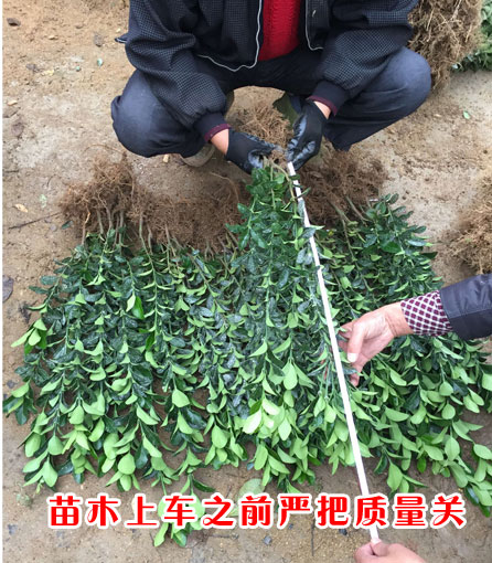 苗木裝車(chē)前嚴(yán)把質(zhì)量關(guān)