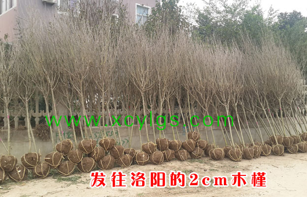 發(fā)往洛陽(yáng)2cm木槿