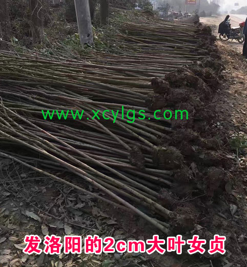 發(fā)洛陽2cm大葉女貞