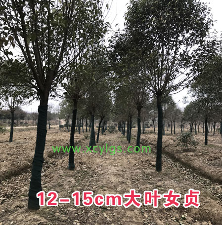 12-15cm大葉女貞