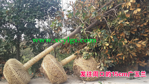 廣玉蘭