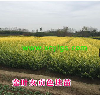 金葉女貞色塊苗