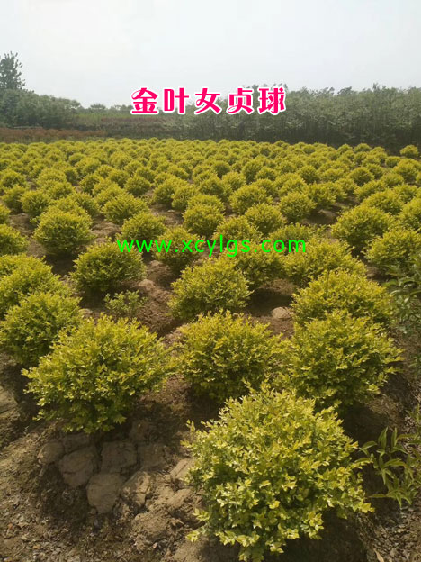金葉女貞球