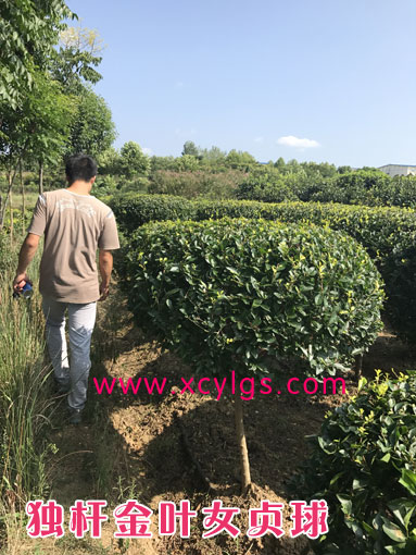 獨桿金葉女貞球2