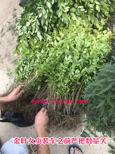 金葉女貞裝車前嚴把數(shù)量關(guān)