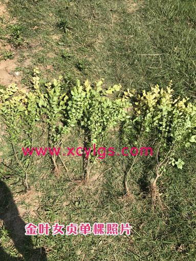 金葉女貞單棵照片