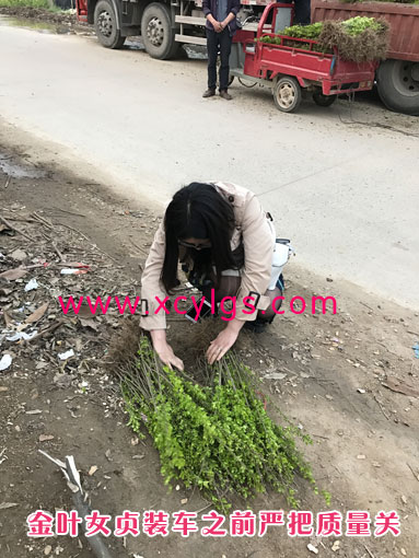 金葉女貞裝車前嚴把質(zhì)量關(guān)