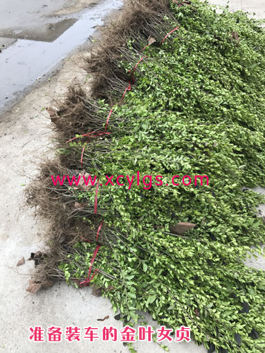準備裝車的金葉女貞