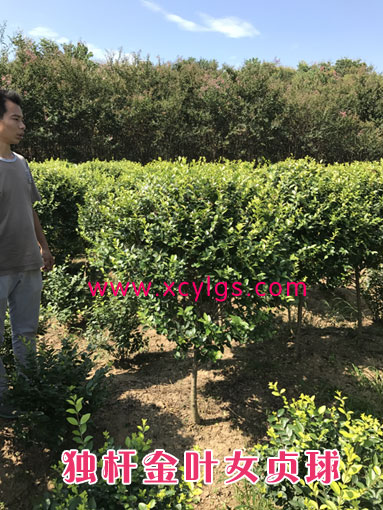 金葉女貞