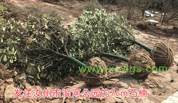 發(fā)往汝州濱河公園7cm石楠1