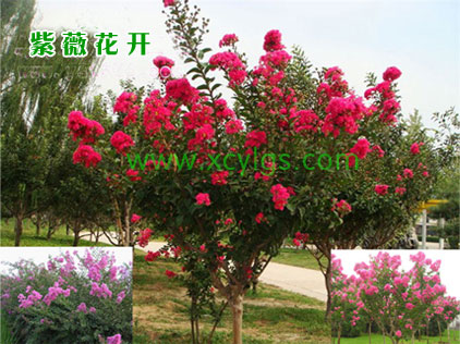 紫薇花開(kāi)