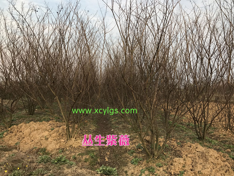 叢生紫薇