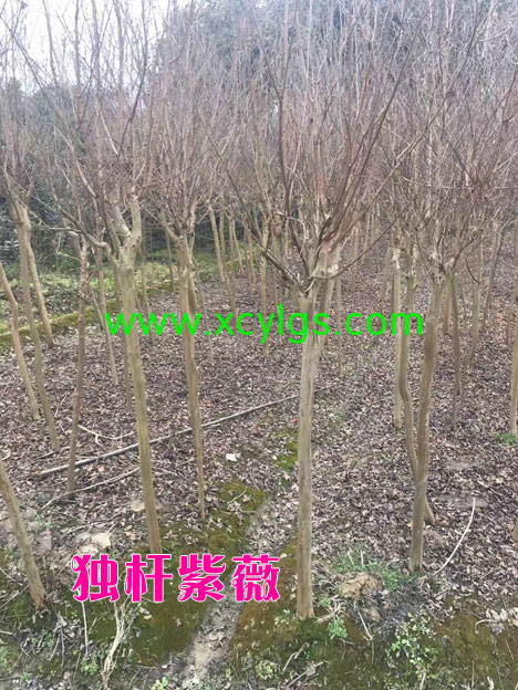 獨(dú)桿紫薇1