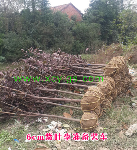 6cm紫葉李準(zhǔn)備裝車