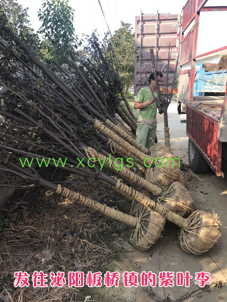 發(fā)往泌陽板橋鎮(zhèn)的紫葉李