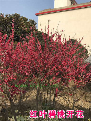 紅葉碧桃