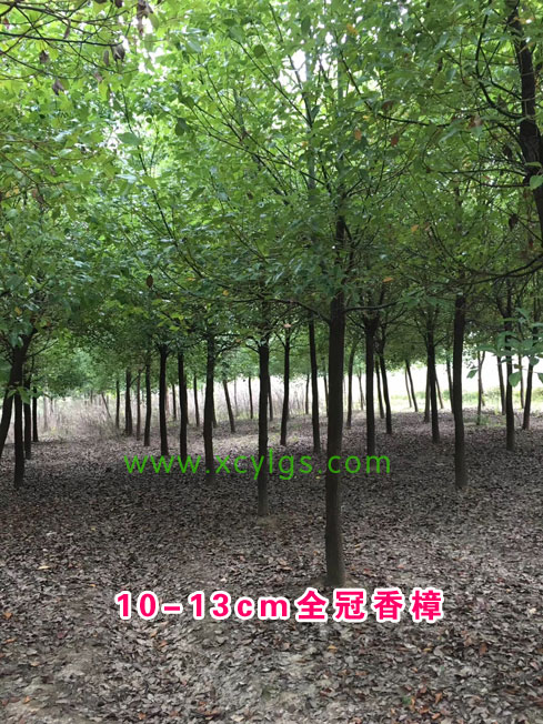 香樟