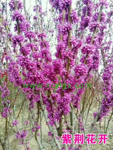 紫荊