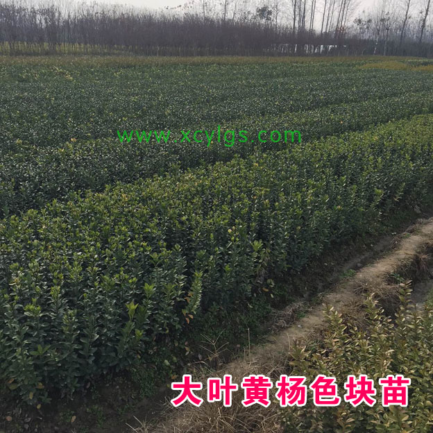大葉黃楊