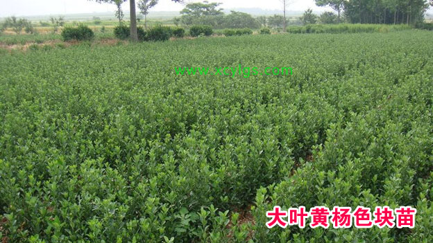 大葉黃楊 色塊苗