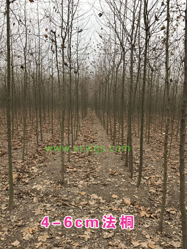 4-6cm法桐