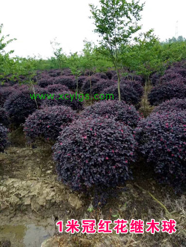 1米冠紅花繼木球