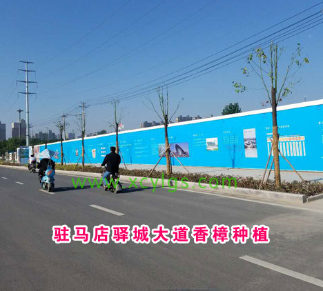 駐馬店驛城大道香樟種植