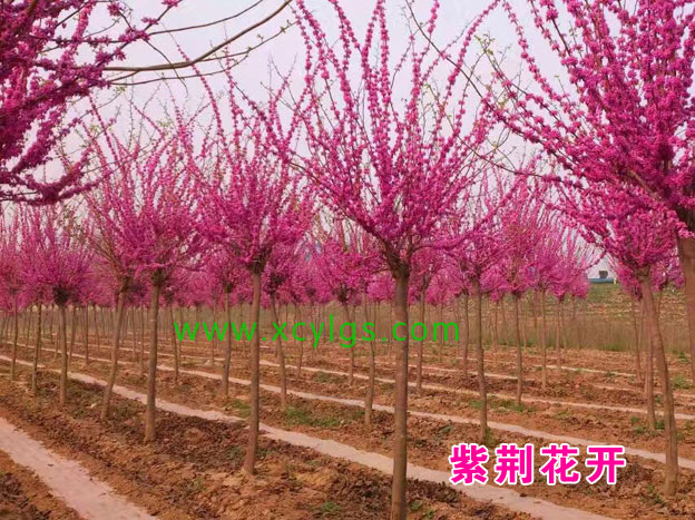 紫荊花開(kāi)基地